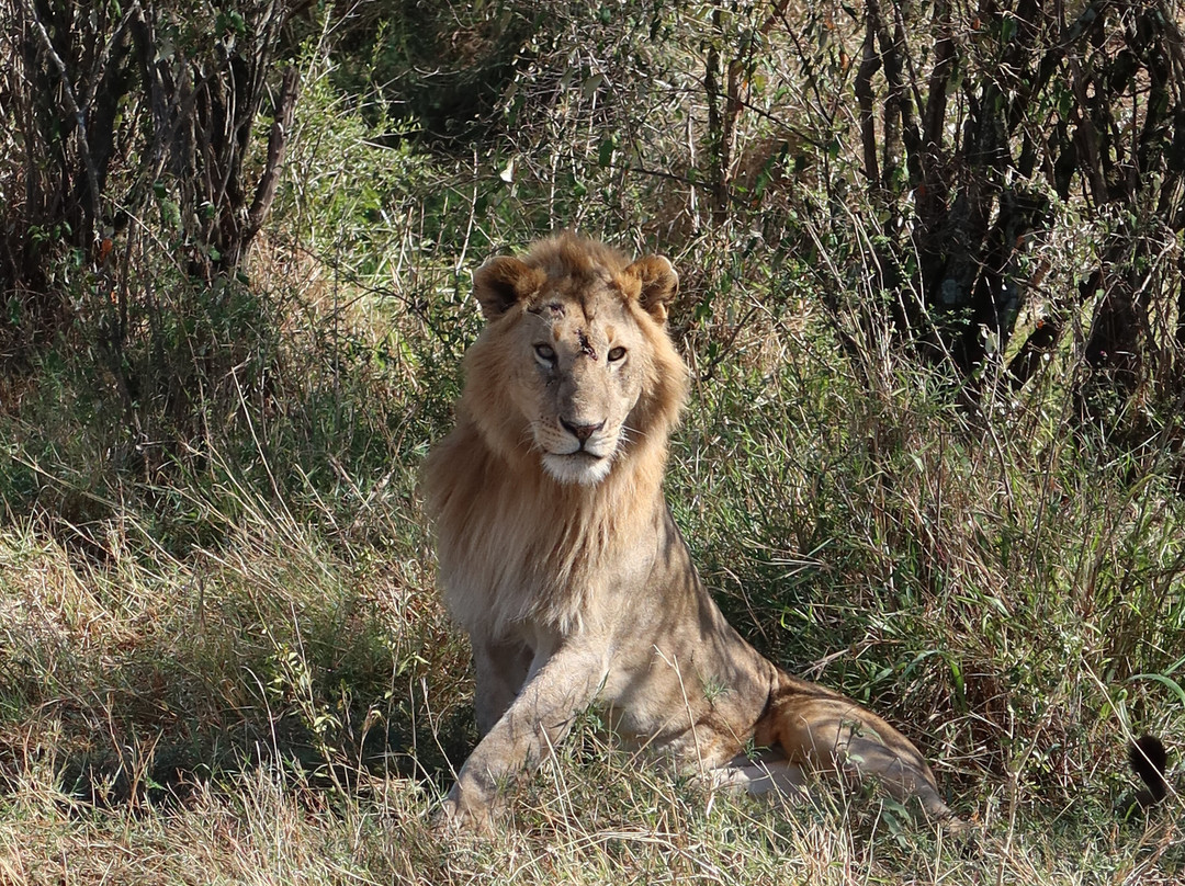 Live in Love Kenya tours and travel-Langata必去景点