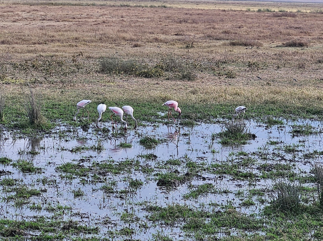 BADGER ADVENTURES TOURS & SAFARI-Arusha Chini必去景点