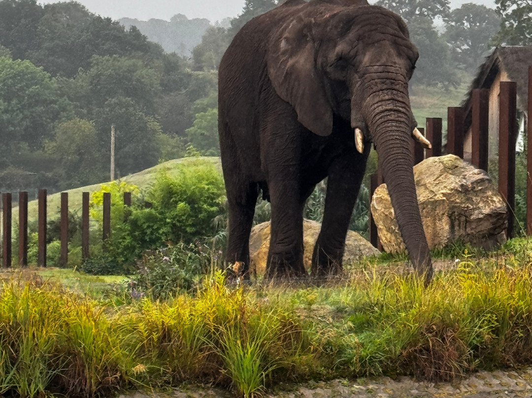 Safari Lodges At West Midlands Safari Park主图