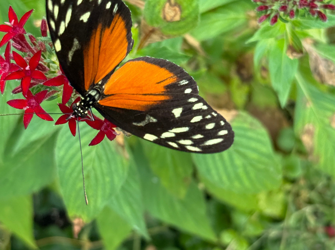 Newfoundland Insectarium-Reidville必去景点