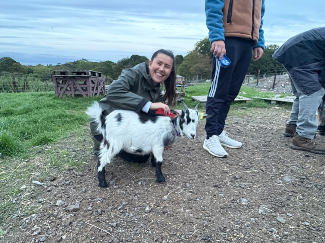 Walking the goats at Lower Coates