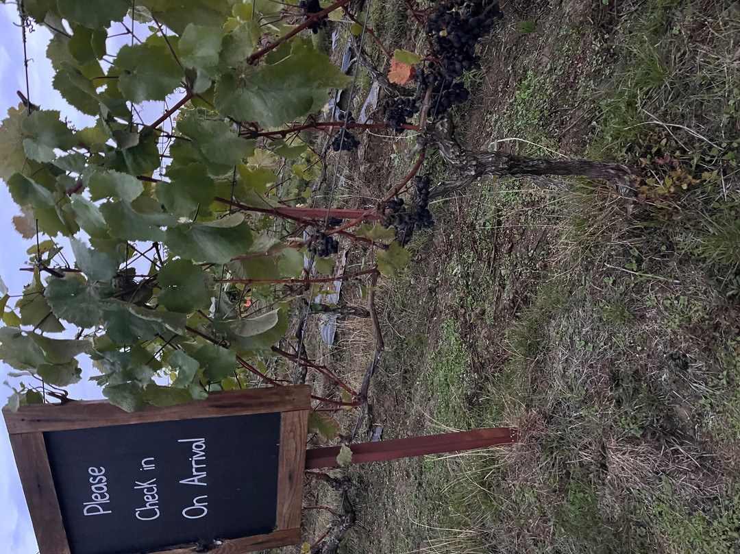 Sunnyhill Vineyard-牛津必去景点