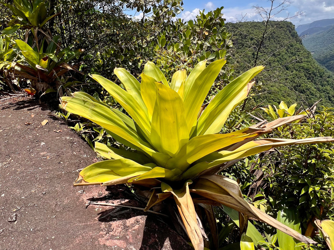 Kaieteur Falls-Potaro-Siparuni必去景点