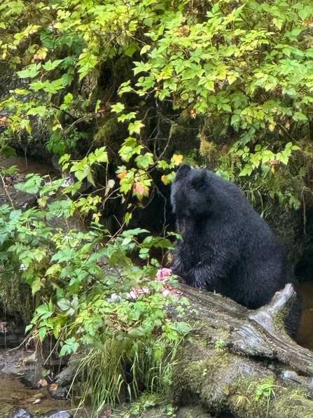 Alaska Rainforest Sanctuary-凯奇坎必去景点