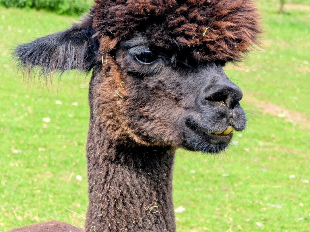 Antur Alpaca At Geufron Farm-Tywyn必去景点