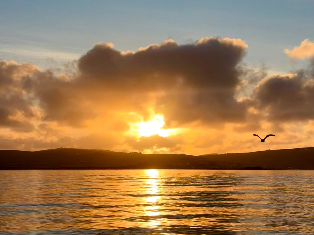 Seabirds and Seals - The Original Noss Boat Tours-Lerwick必去景点