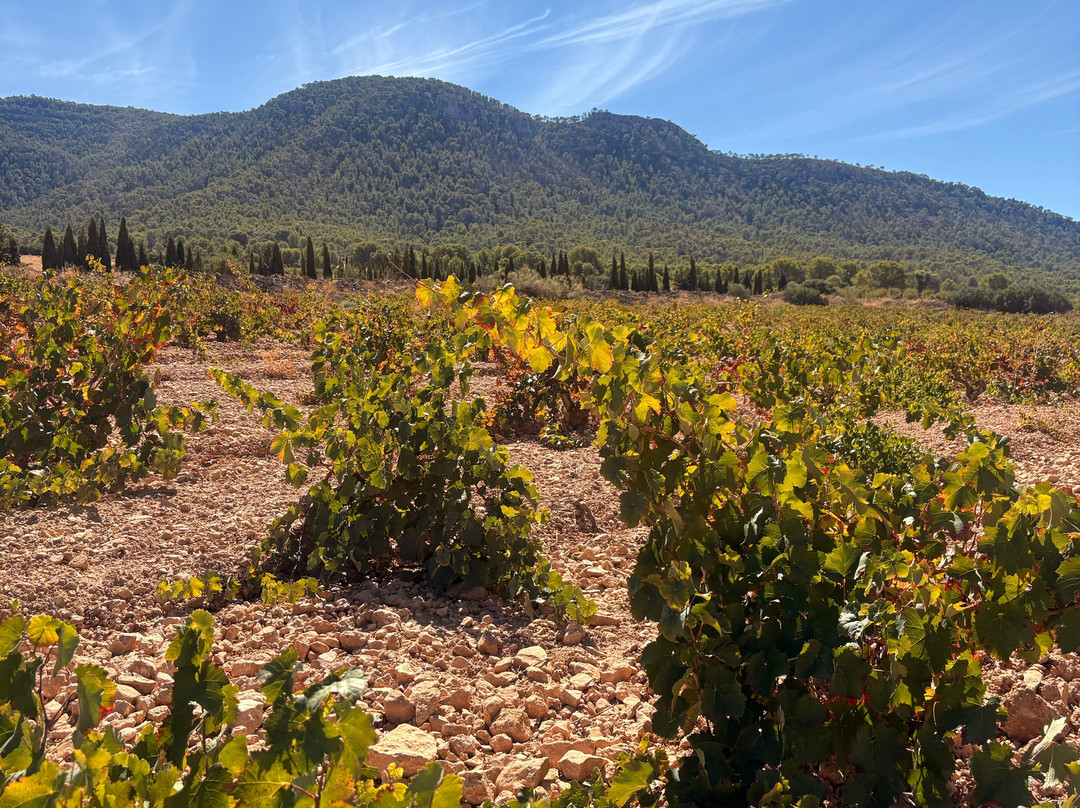 Bodegas Carchelo-Jumilla必去景点