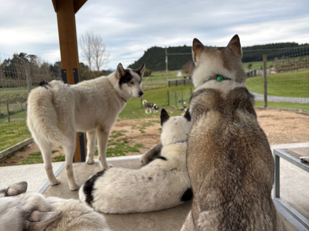 Timberline Racing Siberian Huskies-陶波必去景点