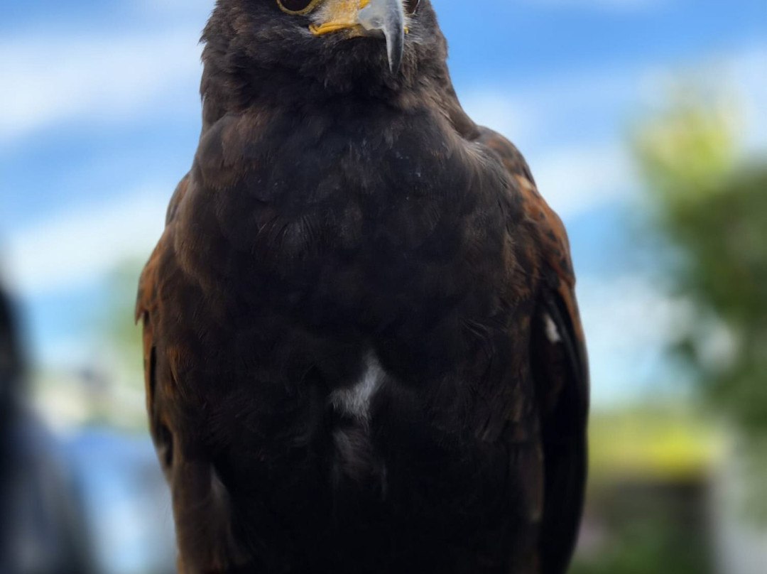 North Devon Hawk Walks-South Molton必去景点