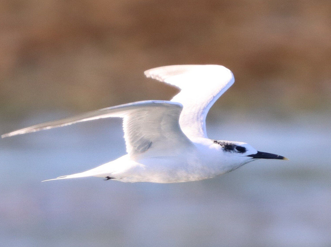 Birds Of Poole Harbour Events-普尔必去景点