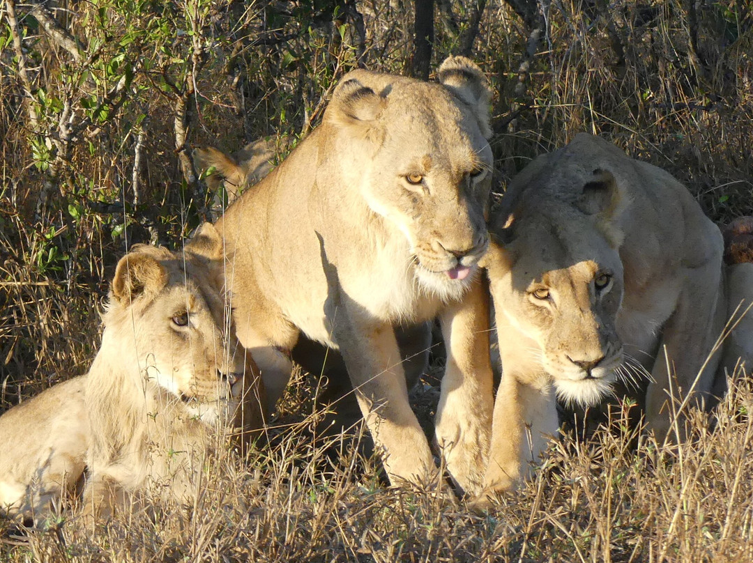 Moriti Private Safaris-克鲁格国家公园必去景点