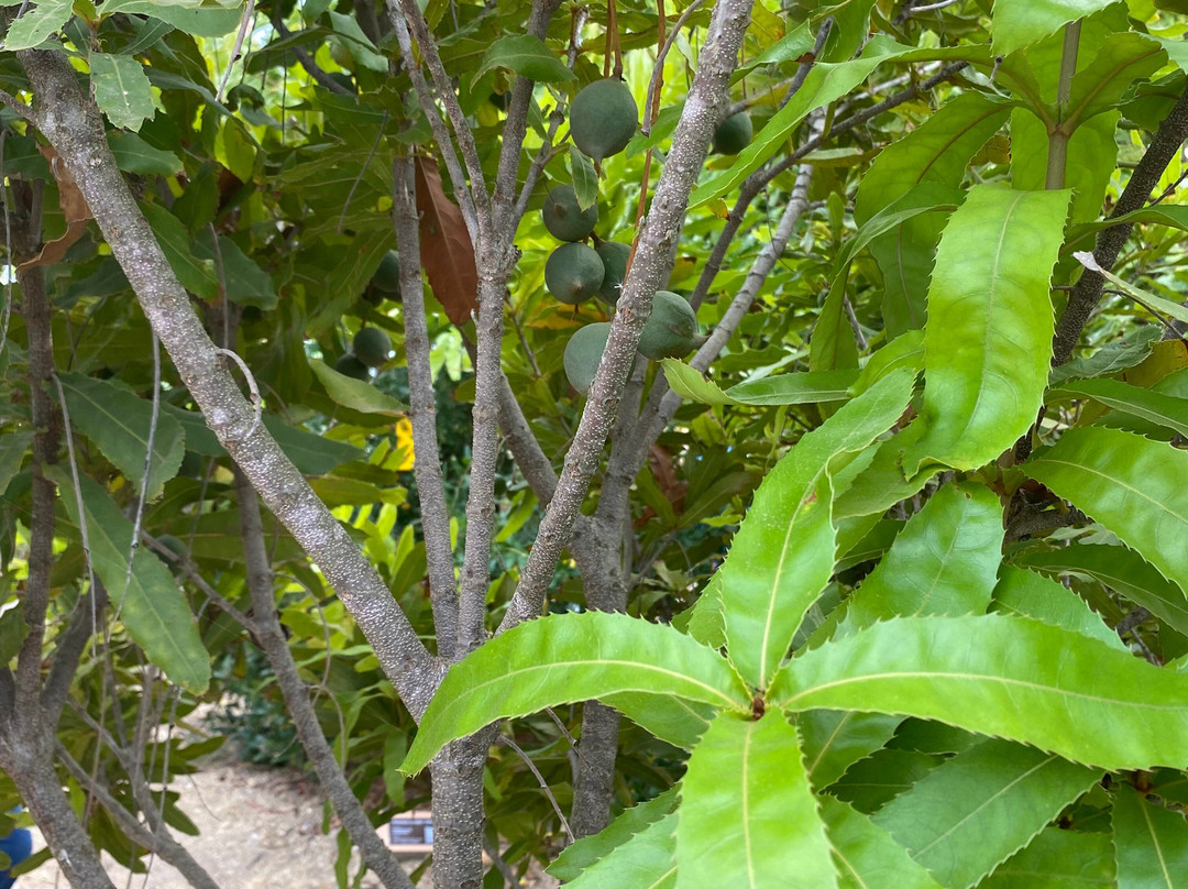 Orchard Of Flavours Botanical Garden-Luz de Tavira必去景点