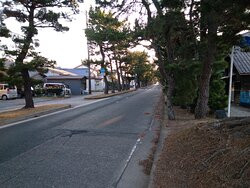 Row of Pine Trees in Kyutokaido景点图片