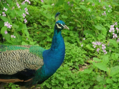 满陇桂雨-杭州市必去景点