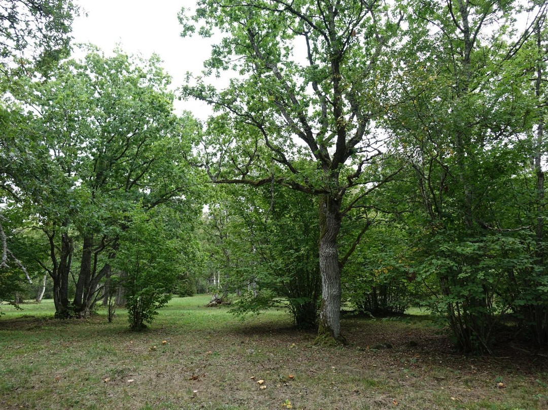 Laelatu Wooded Meadow景点图片