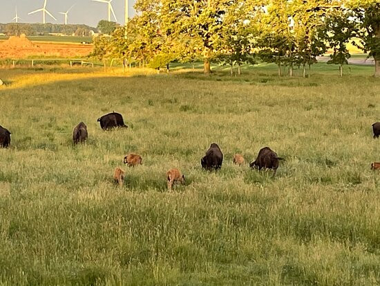Pohl Bison Bed and Breakfast主图