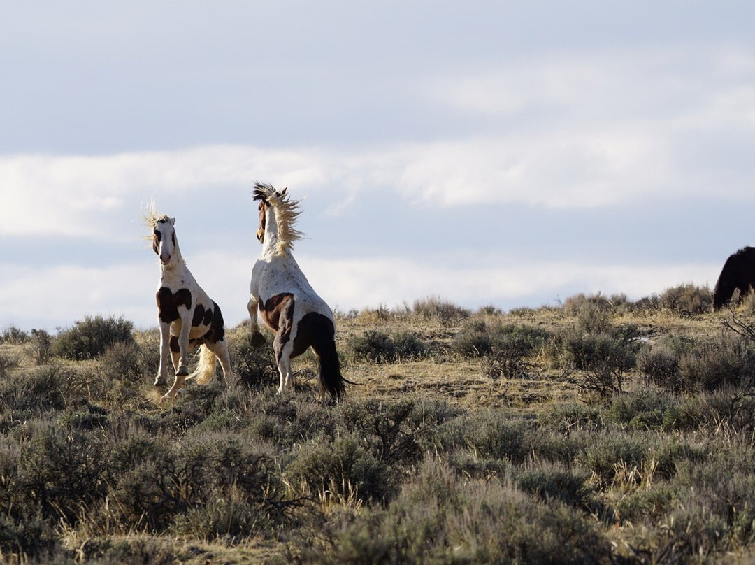 Explore Cody Wild Horse Tours-科迪必去景点