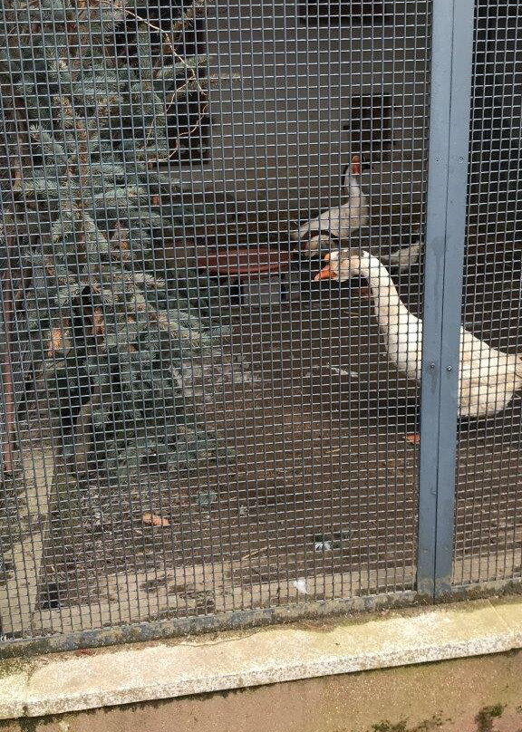 Animal enclosure at the Schwanenteich景点图片