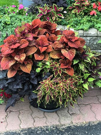 Mcdougall Lane Bed & Breakfast主图