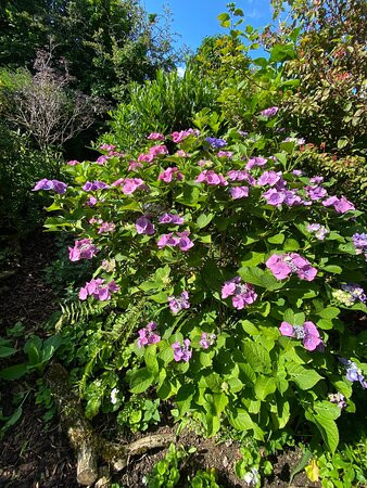 Hillcrest, Cefn Fforest - NGS Open Garden景点图片