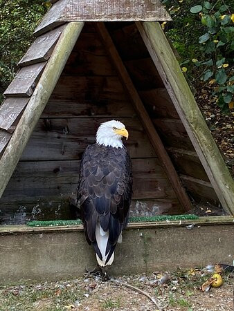 Les Aigles des Remparts景点图片