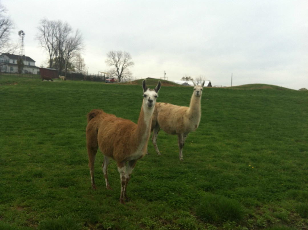 Tennessee Safari Park-Alamo必去景点