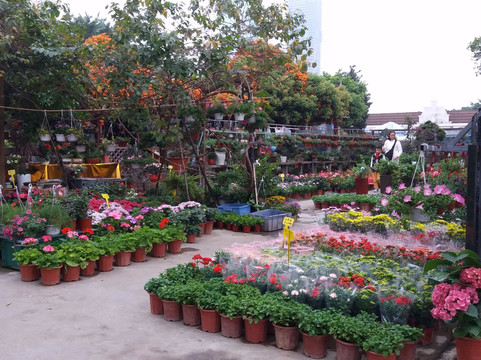 深圳花卉世界-深圳市必去景点