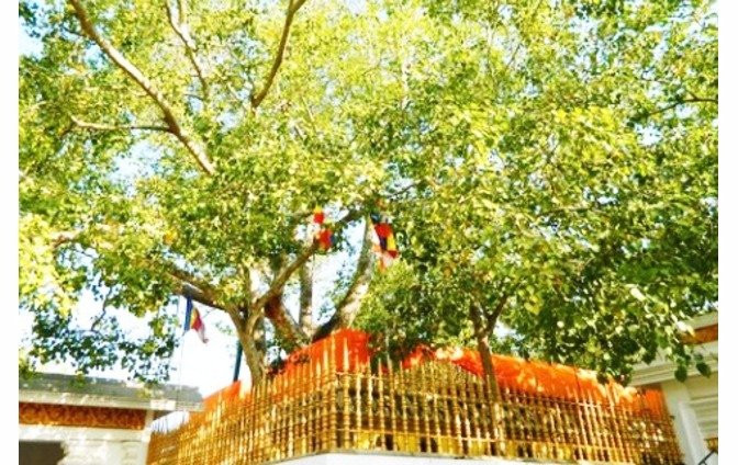 Jaya Sri Maha Bodhi景点图片