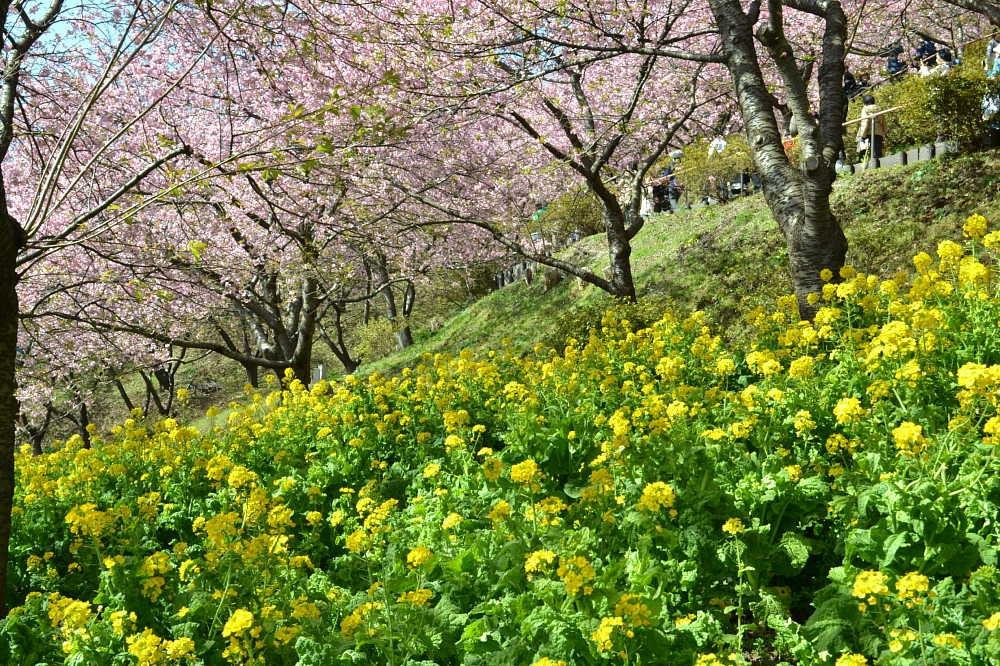 Matsuda Herb Garden景点图片