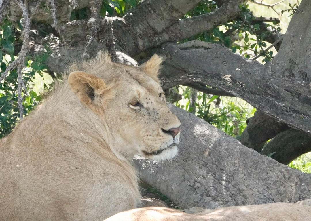 Civvet African Tours and Safaris-蒙巴萨必去景点