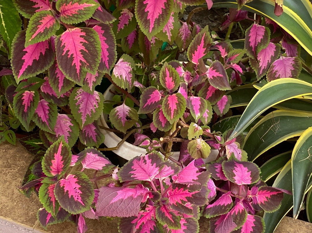 Royal Victoria House主图