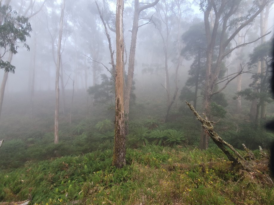 Mount Buangor State Park-维多利亚必去景点