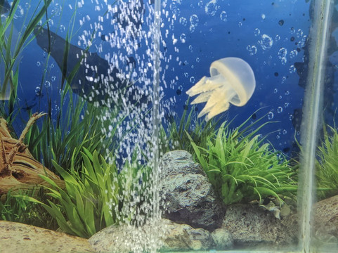 Radiant Fish World-科克斯巴扎尔必去景点