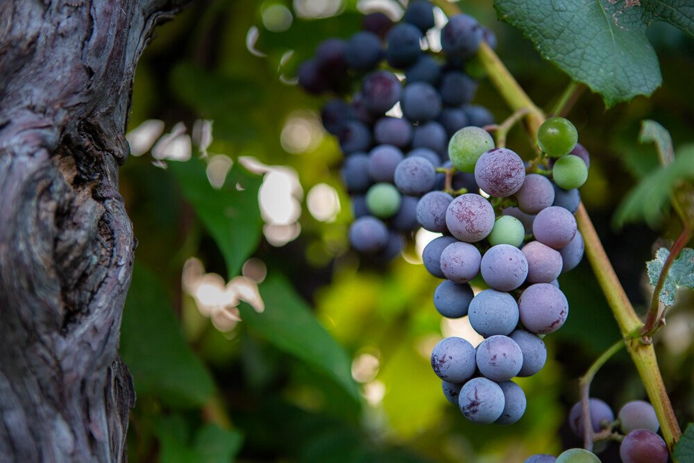 Johnson Estate Winery-Westfield必去景点