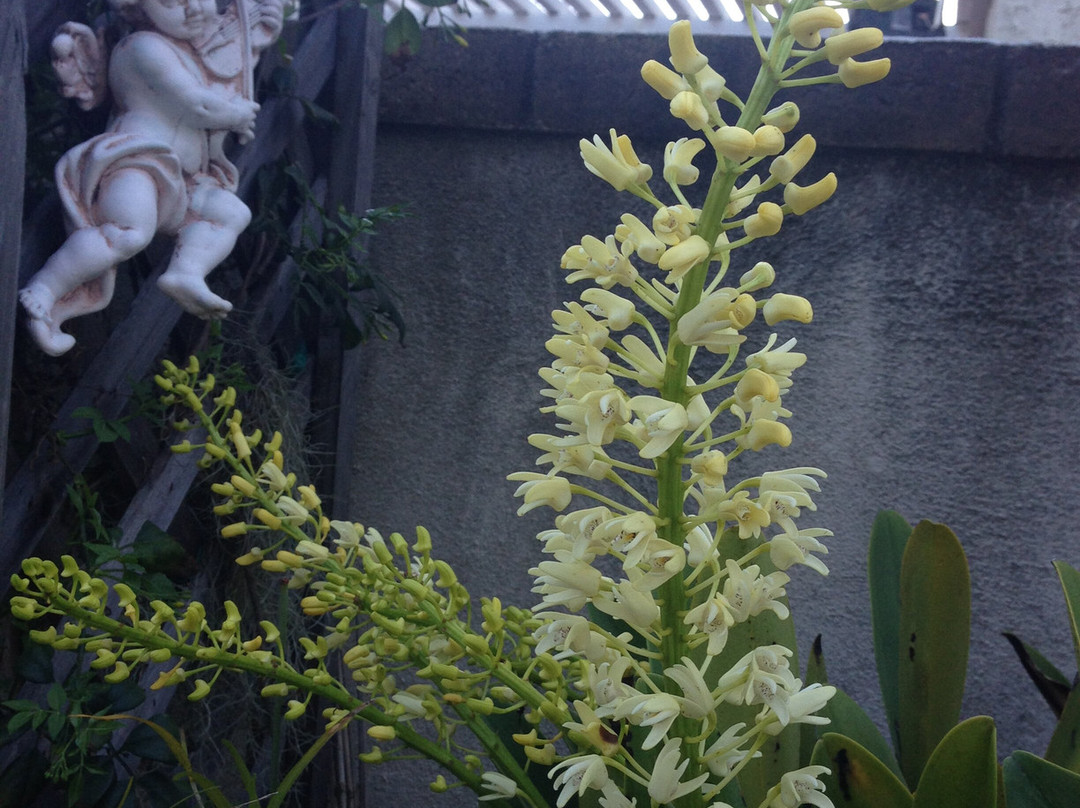 Orchids by Hausermann-Villa Park必去景点