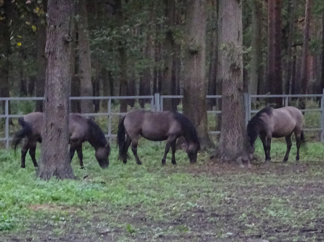 Animal Farm景点图片