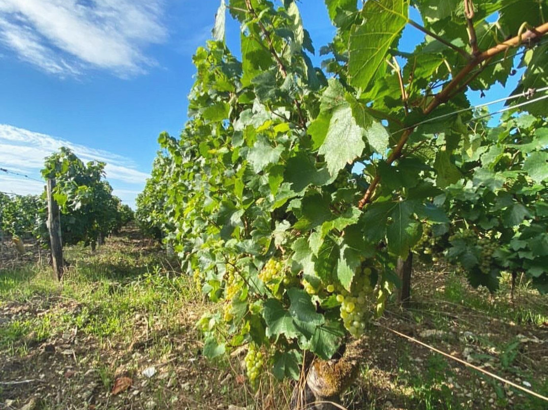 Domaine Céline & Frédéric Gueguen-Chablis必去景点