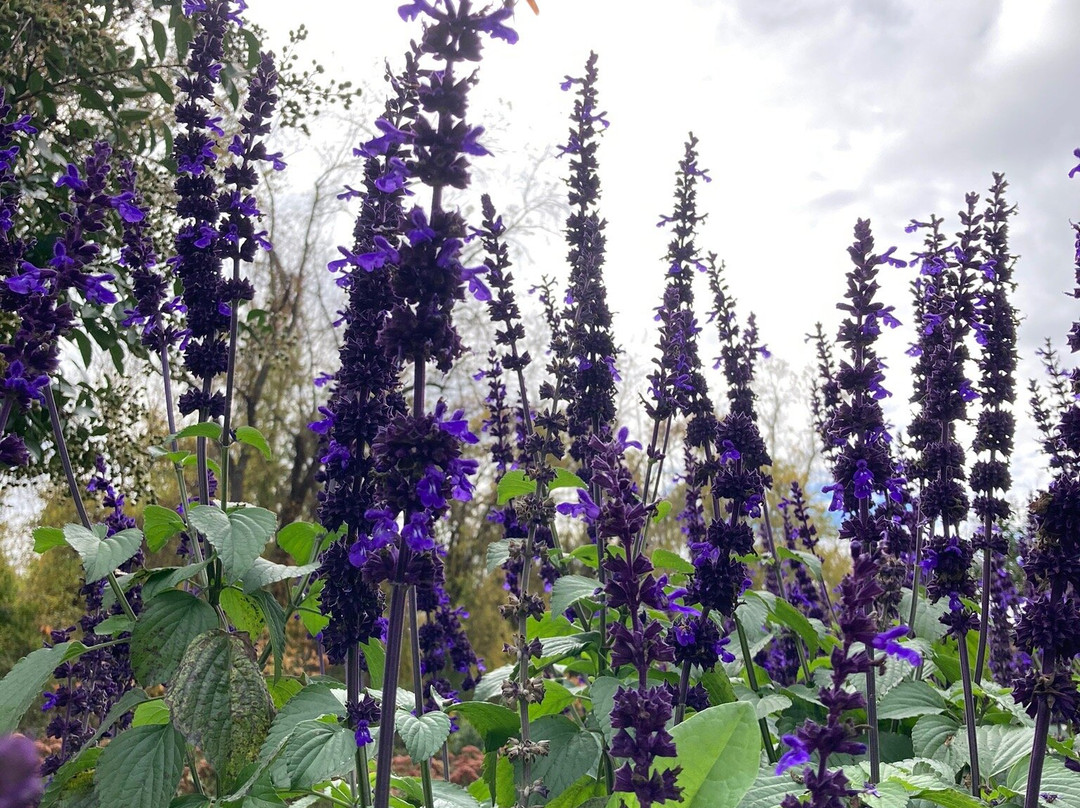 Bisset Park-雷德福必去景点