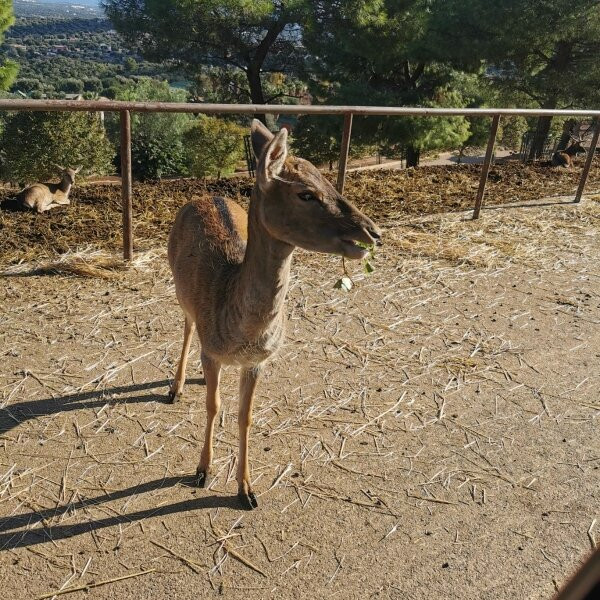 Zoosafari景点图片