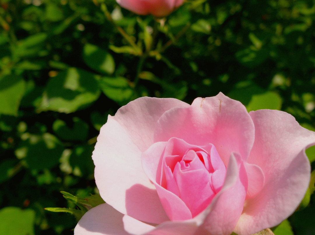 Izmailovo Estate-莫斯科必去景点