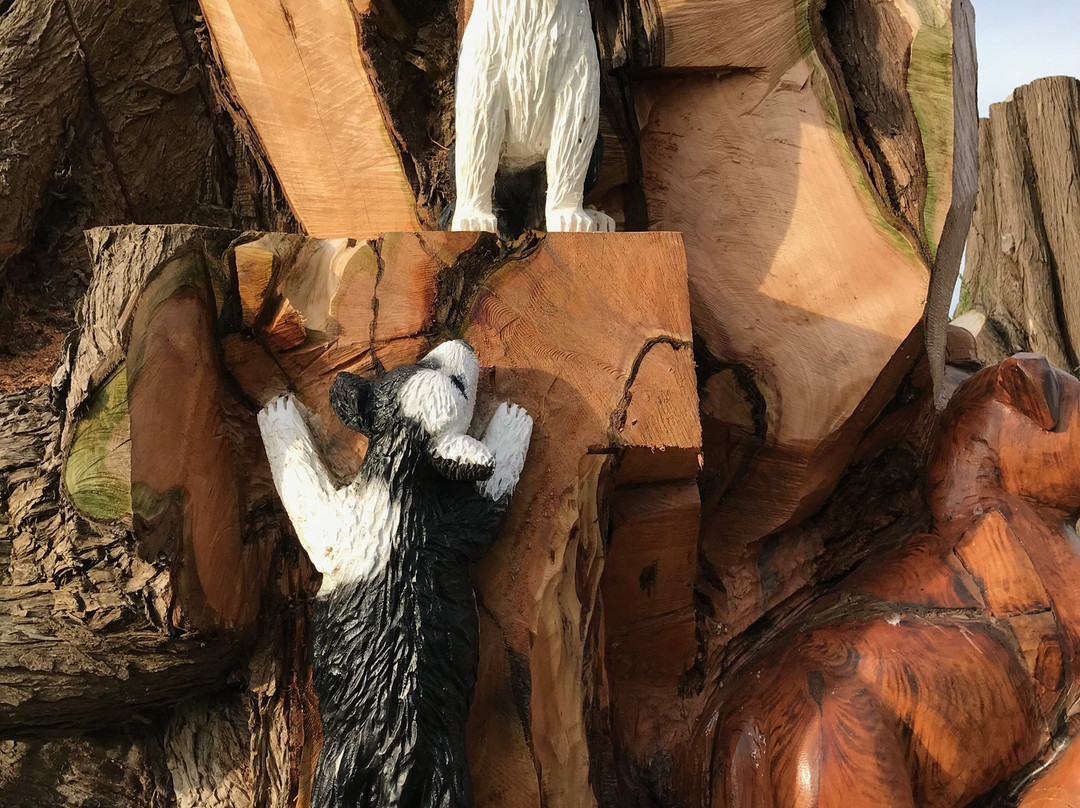 Toora Dog Tree-Toora必去景点