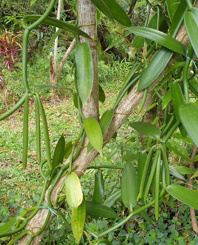 Plantation Vanilla-Bourbon景点图片