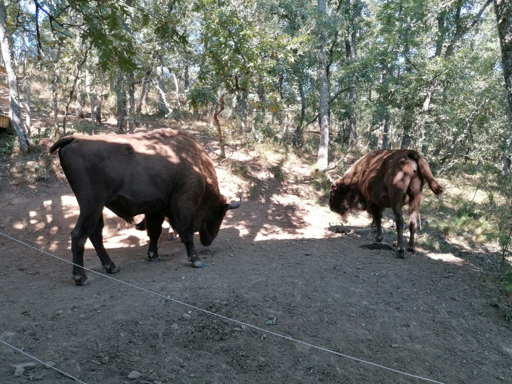 Bisonbonaus景点图片