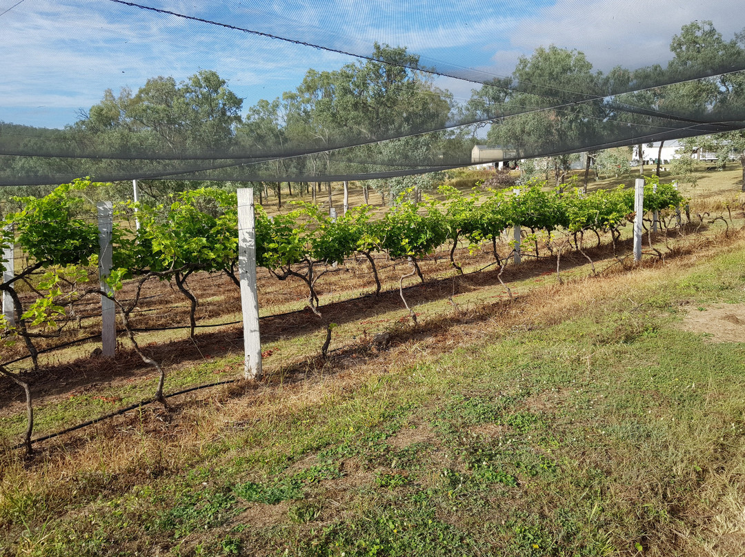 Bunjurgen Estate Vineyard景点图片