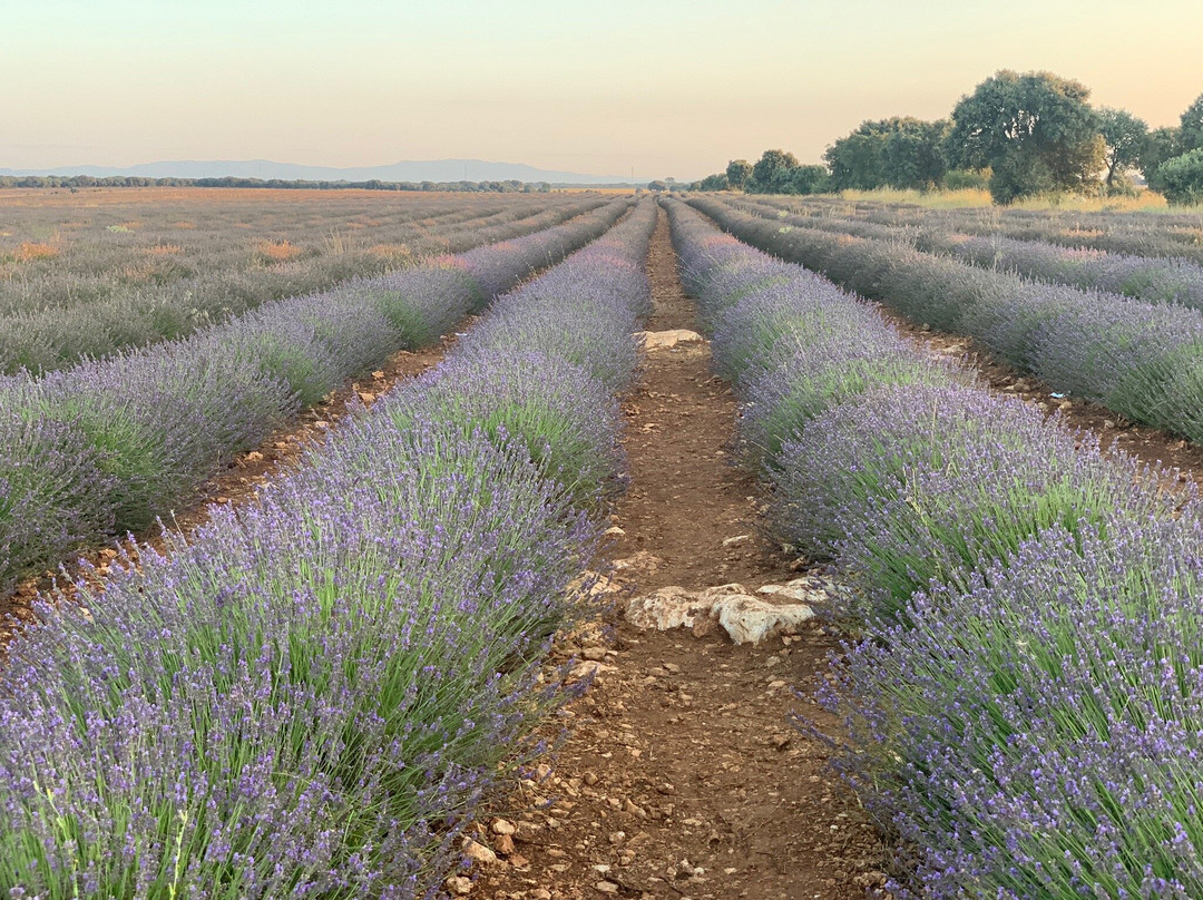 Campos De Lavanda-Brihuega必去景点