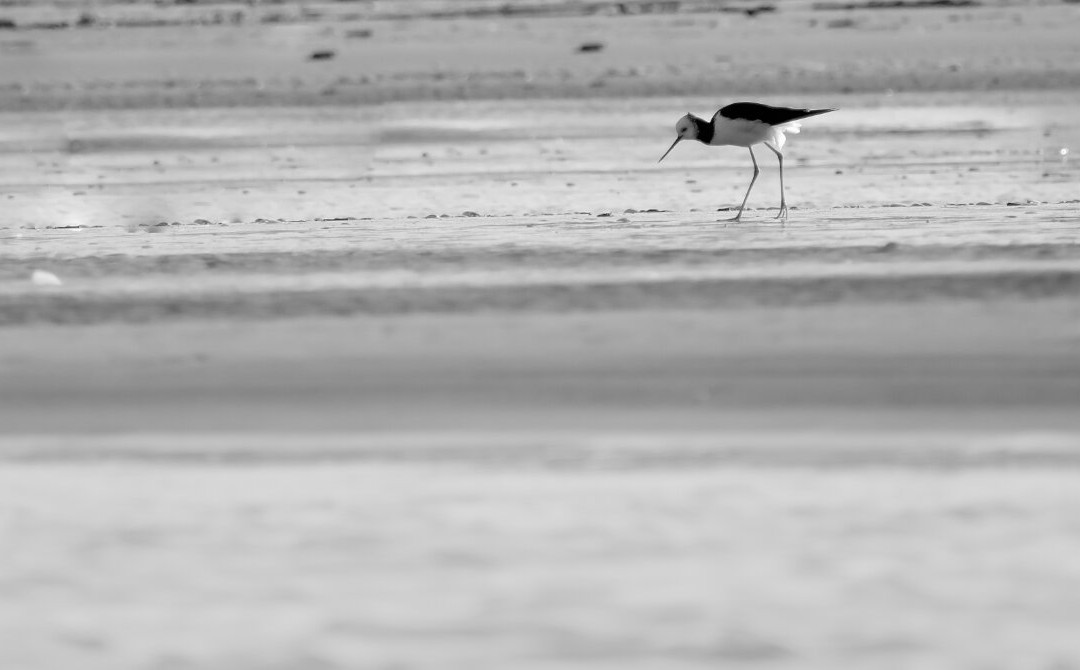 Waikanae Estuary Scientific Reserve景点图片