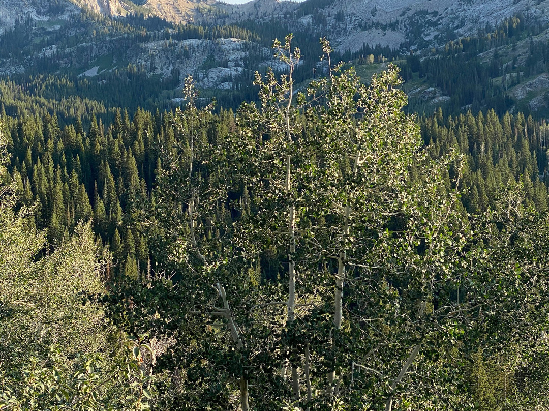 Guardsman Pass Scenic Backway-帕克城必去景点