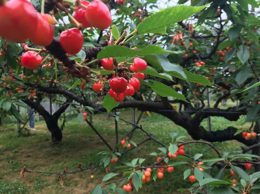 Takashima City Makino Agricultural Park Makino Pic-Land-高岛市必去景点