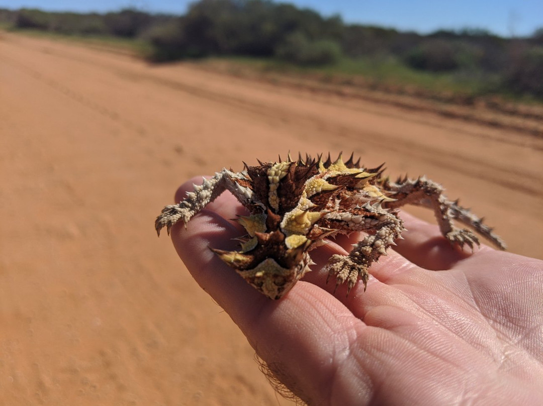 Bush Bay-卡那封必去景点