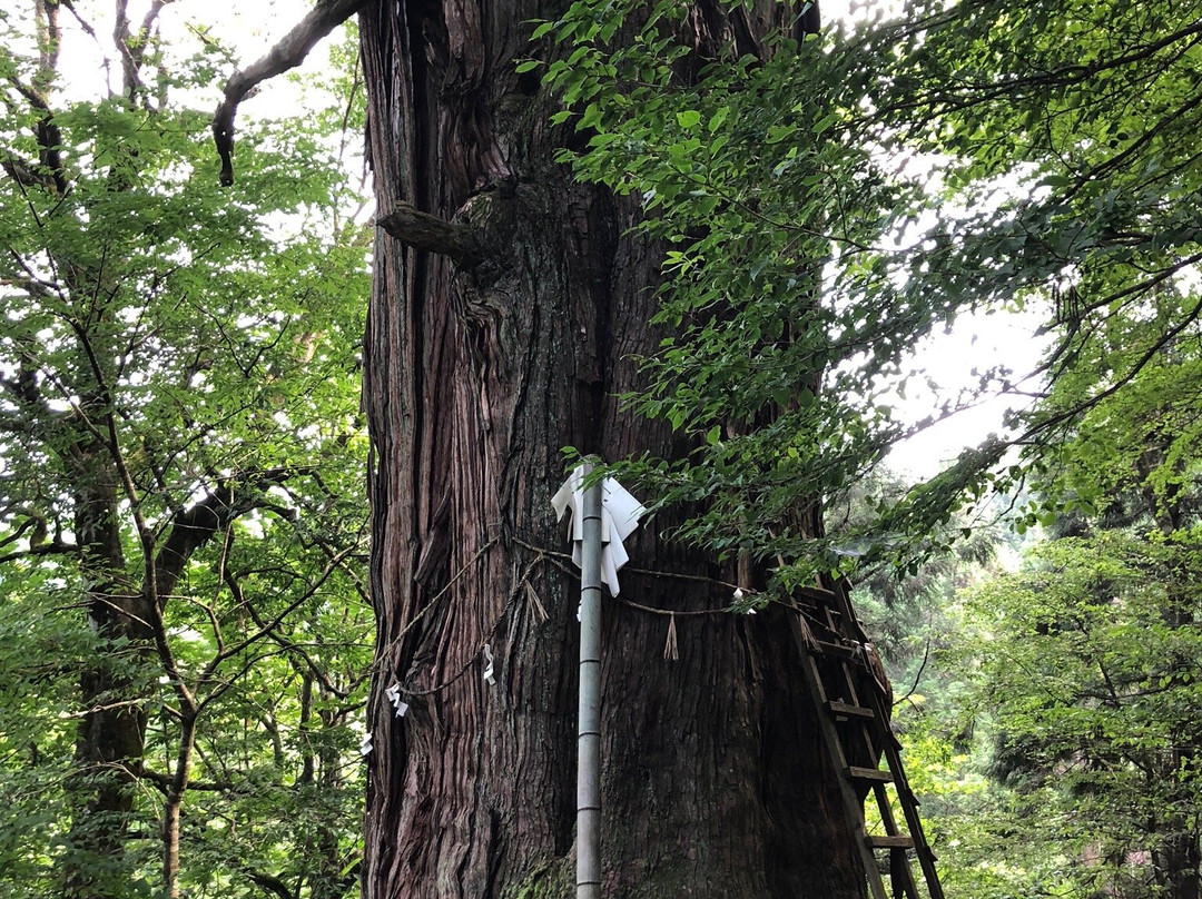 Inari Giant Pine Tree景点图片